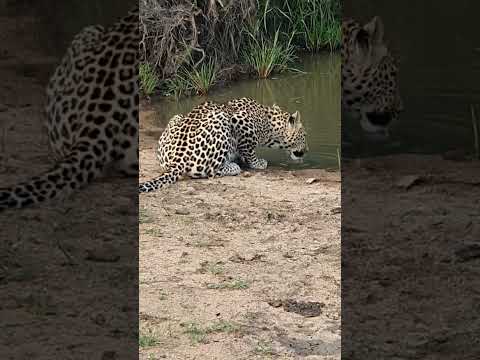leopard ? #wildlife #hyena #animal #animals #kruger #safari #bigelephant #elephant #safarimoments