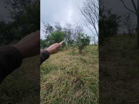 Encontrado no meio do pasto? um perigo danado se vocรช pizar em cima disso..#rocฬงa #explorar