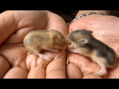 Filled With Positive Energy With Cute Hamsters