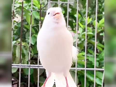 تغريد كناري أبيض لتجهيز الأنثى  Canari blanc chantant pour préparer la femelle à l'accouplement