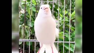 تغريد كناري أبيض لتجهيز الأنثى  Canari blanc chantant pour préparer la femelle à l'accouplement
