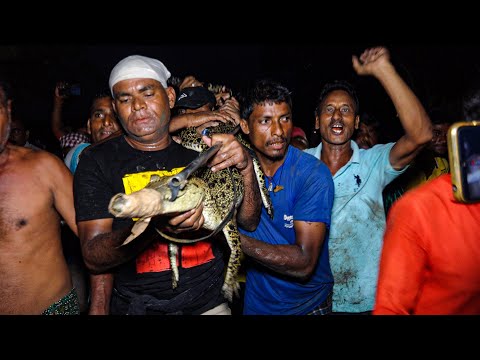 मिर्जा भाई ने मगरमच्छ को बचाया I dangerous crocodile rescue