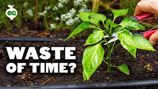 We Tested Pruning Peppers To See If It Doubled Our Harvests