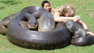 You Won’t Believe the Size of This Giant Anaconda