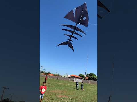 PIPA SHARK TUBARÃO #pipa #shark quando sai do mar