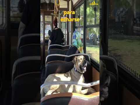 BOJI: EL PERRO QUE  AMA EL TRANSPORTE PÚBLICO DE TURQUIA | Tu Amigo Fiel