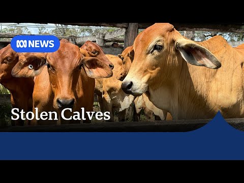 YouTube video thumbnail: NT Cattle Farmer who Stole More Than 100 Calves From Neighbour Awaits Sentencing