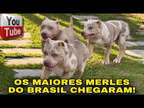 🎨 PRODUZIMOS OS MAIORES MERLES DO BRASIL!