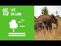 UN Goals for Forests and Wildlife