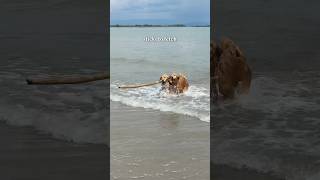 Surprising my dogs with the best day 🥹