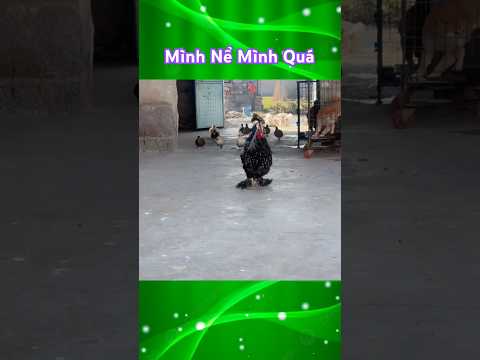 Giờ Ăn Đến Rồi #funny #funnyanimlas #funnyvideo #chicken #duck