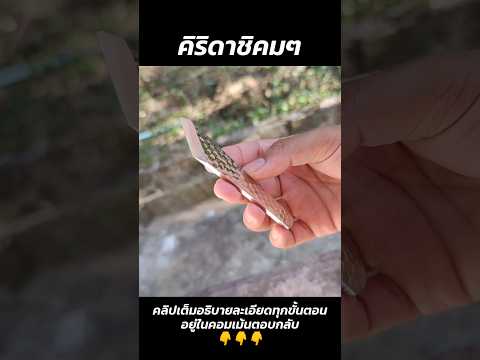 DIY มีดคิริดาชิคมๆ