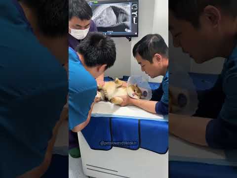 Taking a cat to the doctor 👨‍⚕️ #cats #funncats #funnyanimal
