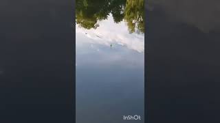 Próba łowienia na żywca na bata w Stawie