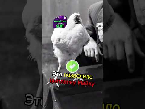 ЦЫПЛЕНОК ВЫЖИЛ БЕЗ ГОЛОВЫ  💪😱 #shorts  #факты #история