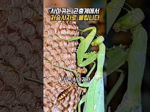 간큰 사마귀, 말벌 집에 침입한 최후