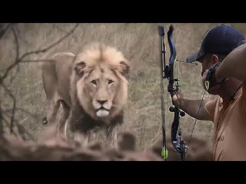 الاسود الافريقيا لا تعرف الخوف ???? صيد بالسهم