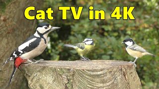 Cat TV 4K Fun ~ Birds in My Spring Garden
