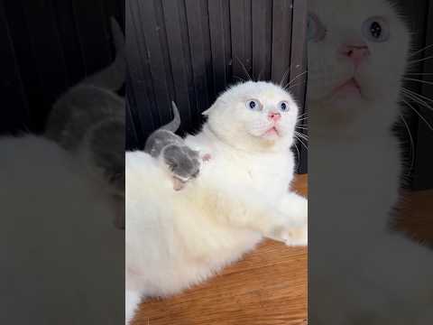The cat's father is angry at the cute kitten #catvideos #cat #kitten #kucing