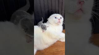 The cat's father is angry at the cute kitten #catvideos #cat #kitten #kucing