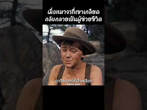 เมื่อหมาจรที่เขาเกลียดกลับกลายเป็นผู้ช่วยชีวิต #shorts #สปอยหนัง #หนัง #ฉากหนัง #สปอย #หนังสนุก