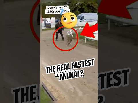 What Is The Fastest Animal On The World?🤔