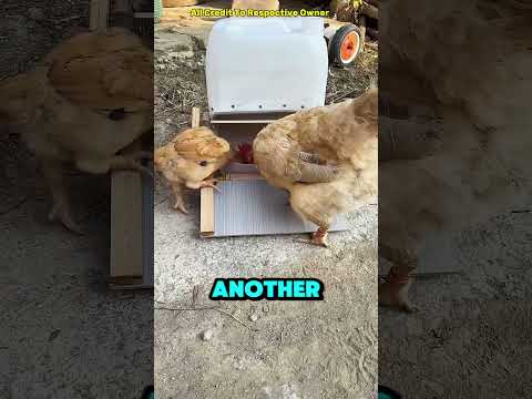 Feeding Chicks By This Method That Actually Hack!😱❤#shortsvideo
