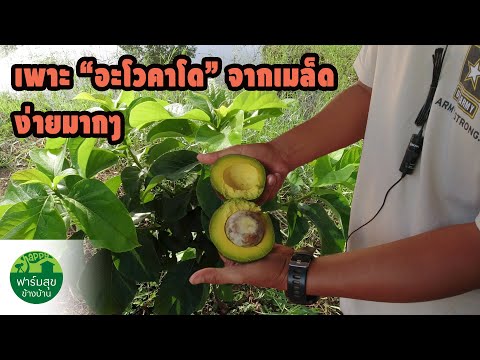 วิธีเพาะ อะโวคาโด จากเมล็ด แบบง่ายๆ / ฟาร์มสุขข้างบ้าน