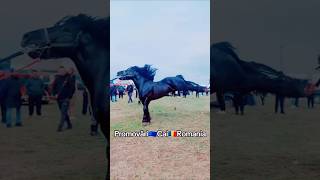 @PromovariCaiRomania #horse #horseriding #animals #cai #cal #arabianhorseworld #stallion #love