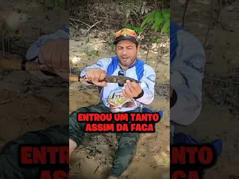 Homem sobrevive a ataque de onça