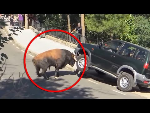 जब जानवर का दिमाग सटक जाता है | Animals Unleashed