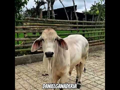 Brahman gris 🐮 como los ven ?