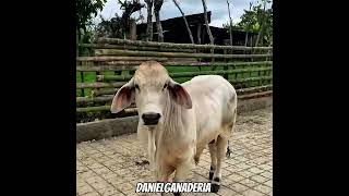 Brahman gris 🐮 como los ven ?