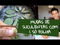 Cuidado e Reproduzindo Mudas