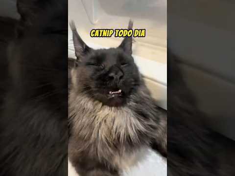 Pode Dar Catnip Todo Dia?