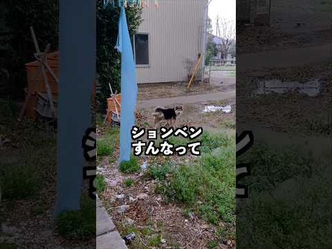 ウンコたれジョンの来訪。