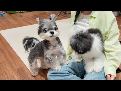 엄마를 처음으로 뺏긴 강아지ㅋㅋㅋㅋㅋ