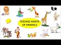 Animal Nutrition and Feeding Habits