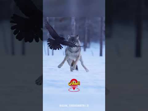 اغرب علاقة صداقة موجودة بين الحيوانات #shorts