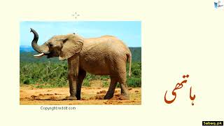 Animals and Birds Names in Urdu جانور اور پرندے