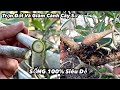 Hướng dẫn trồng cây sứ Thái từ cành