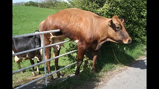 When Cows Start Acting Like Humans – Funny AI Moments!