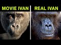 The True Story of Ivan the Gorilla Unveiled