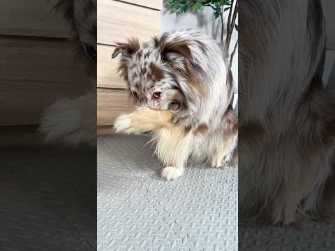Jak naučit pejska povel STYĎ SE?🐶