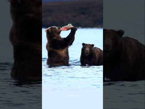 सेलमन मछलियों के सबसे बड़े दुश्मन भालू ! Grizzly bears catching salmon #bear #shorts