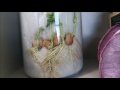 Geotropism and Root Growth Observations