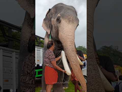 കുഞ്ചുവിന് കൊമ്പ് വെക്കുന്നത് കണ്ടിട്ടുണ്ടോ.... ❤️ഊക്കൻസ് കുഞ്ചു🔥 #viralvideo #keraladiaries #love