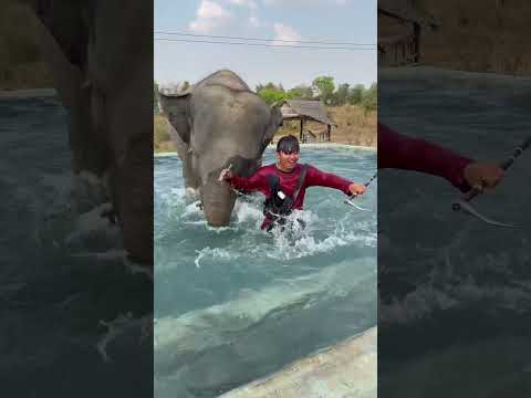 พ่อลื่นตกน้ำ จุ๊บแจงทำสิ่งนี้ ‼️ #elephant #jubjangfamily