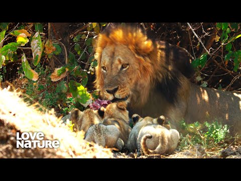 Lion Cubs Eager to Eat as Dad Feasts on Warthog | Wild Dogs: Pack Vs. Pride