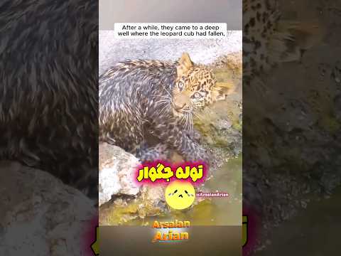 داستان هیجان انگیز جگوار مادر🥲🐯